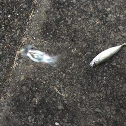 夕マヅメのジグサビキ